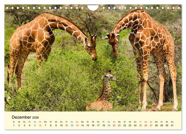 Produktbild: Giraffen, die Sch&ouml;nen der Savanne (Wandkalender 2026 DIN A4 quer), CALVENDO Monatskalender