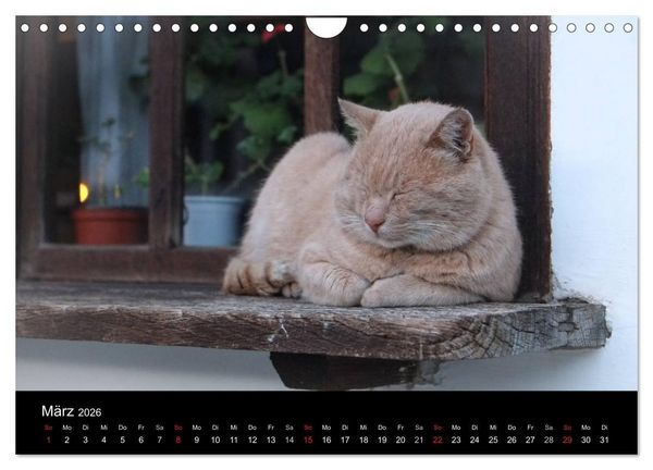 Produktbild: Haustiger - Ein Katzenkalender (Wandkalender 2026 DIN A4 quer), CALVENDO Monatskalender