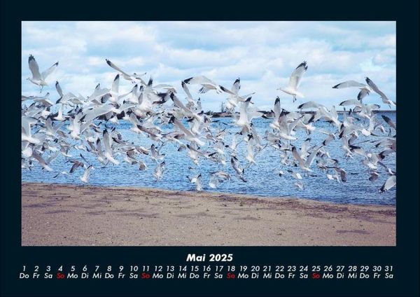Produktbild: M&ouml;wen 2025 Fotokalender DIN A4