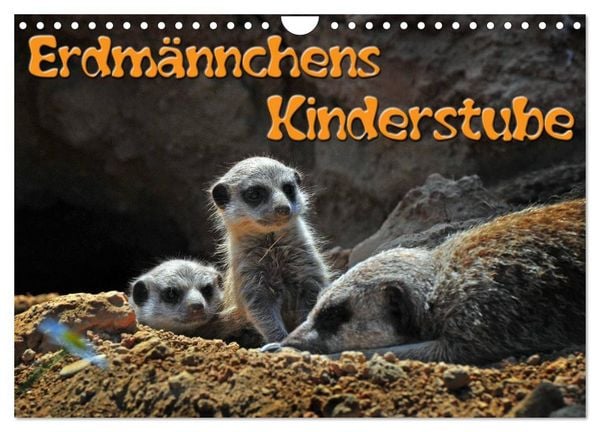 Erdmännchens Kinderstube (Wandkalender 2026 DIN A4 quer), CALVENDO Monatskalender