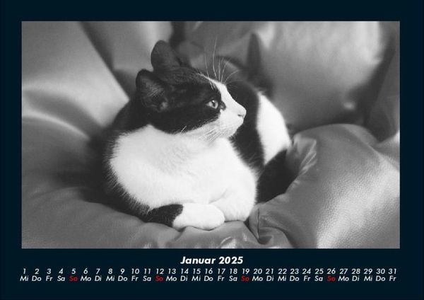 Produktbild: F&uuml;r Katzenfreunde 2025 Fotokalender DIN A4