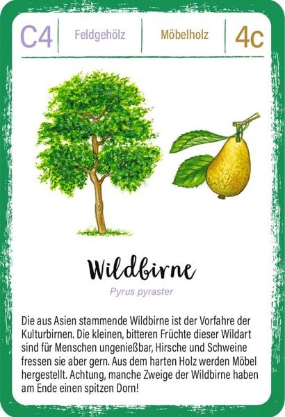 Produktbild: Expedition Natur Quartett B&auml;ume