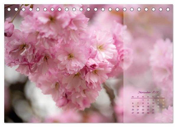 Produktbild: Pretty in Pink - Die Kirschbl&uuml;te (Tischkalender 2027 DIN A5 quer), CALVENDO Monatskalender