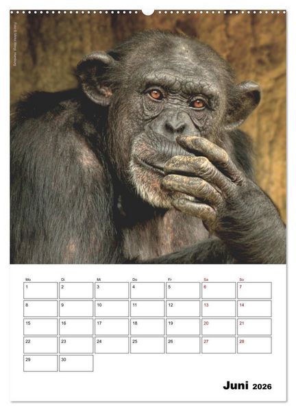 Produktbild: Augenblick der Affen 2026 (Wandkalender 2026 DIN A2 hoch), CALVENDO Monatskalender