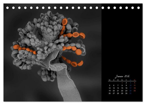 Produktbild: strucTEMs Mikrowelt - Winzige Nachbarn ganz gro&szlig; (Tischkalender 2026 DIN A5 quer), CALVENDO Monatskalender