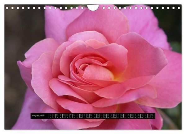 Produktbild: Rosen - Parade (Wandkalender 2026 DIN A4 quer), CALVENDO Monatskalender