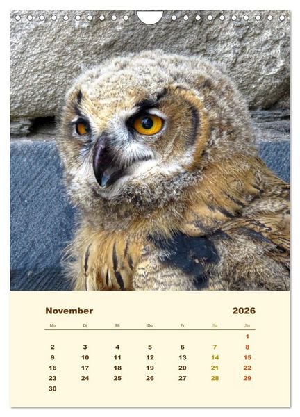 Produktbild: Uhu, die Faszination bernsteinfarbener Augen (Wandkalender 2026 DIN A4 hoch), CALVENDO Monatskalender