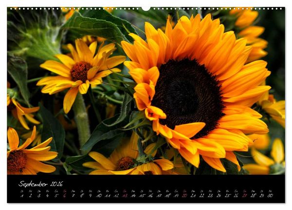 Produktbild: Florales Sonett - Visuelle Musik der Blumen (Wandkalender 2026 DIN A2 quer), CALVENDO Monatskalender