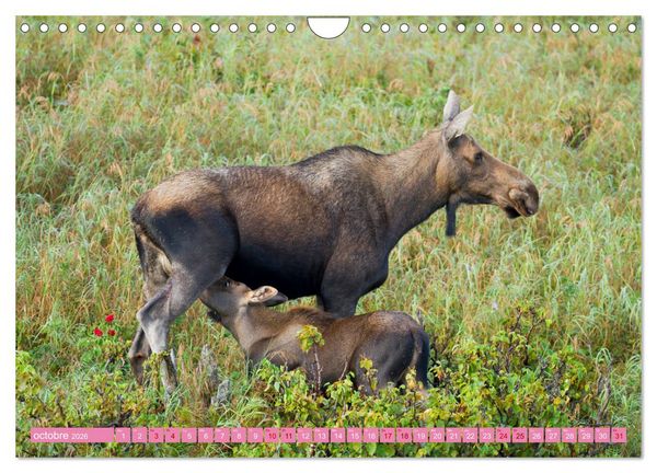 Produktbild: Un &eacute;lan de tendresse (Calendrier mural 2026 DIN A4 vertical), CALVENDO calendrier mensuel