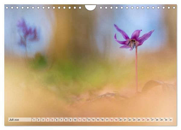 Produktbild: M&auml;rchenwelt der Wildblumen (Wandkalender 2026 DIN A4 quer), CALVENDO Monatskalender