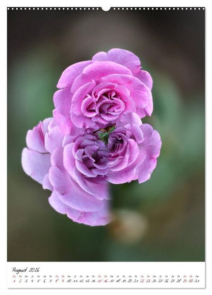Produktbild: Durchschnittlich - Verzauberte Flora (Wandkalender 2026 DIN A2 hoch), CALVENDO Monatskalender