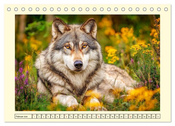 Produktbild: Herzschlag der Wildnis. W&ouml;lfe zwischen Legende, Freiheit und Anmut (Tischkalender 2026 DIN A5 quer), CALVENDO Monatskalender