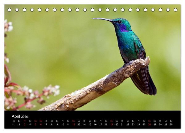 Produktbild: Der Kolibrikalender (Tischkalender 2026 DIN A5 quer), CALVENDO Monatskalender