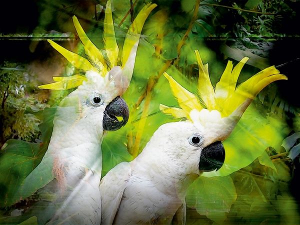 Produktbild: CALVENDO Puzzle Kakadu 1000 Teile Puzzle quer | 1000 Teile Lege-Gr&ouml;&szlig;e 64 &times; 48 cm Foto-Puzzle f&uuml;r gl&uuml;ckliche Stunden
