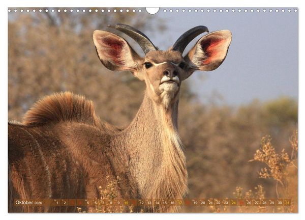 Produktbild: Wildtierparadies Afrika - Eine Foto-Reise durch die Savannen (Wandkalender 2026 DIN A3 quer), CALVENDO Monatskalender