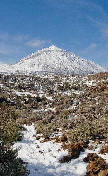 Produktbild: Teneriffa Blaue Finken - Bl&uuml;tenpracht