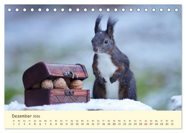 Produktbild: Eichh&ouml;rnchen - zauberhaft verspielt (Tischkalender 2026 DIN A5 quer), CALVENDO Monatskalender