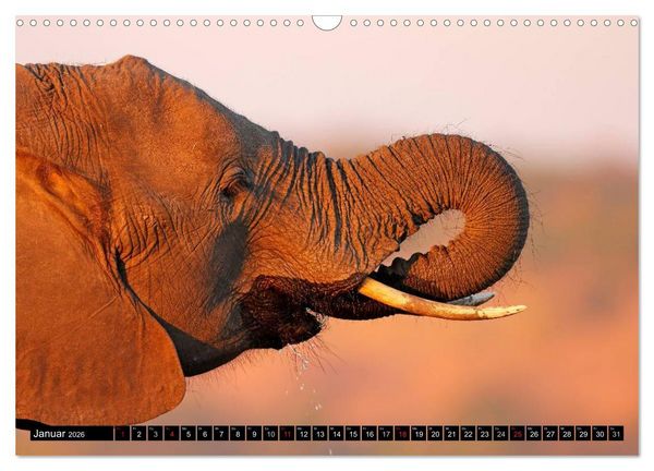 Produktbild: Magie des Augenblicks - Elefanten - Afrikas sanfte Riesen (Wandkalender 2026 DIN A3 quer), CALVENDO Monatskalender