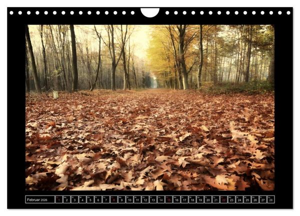 Produktbild: Der Reichswald bei Kleve (Wandkalender 2026 DIN A4 quer), CALVENDO Monatskalender