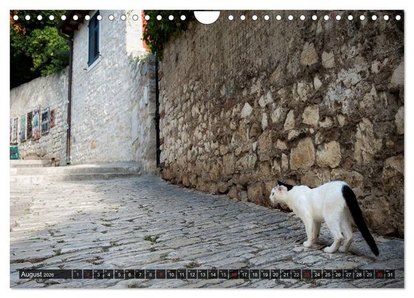 Produktbild: Die Katzen von Rovinj (Wandkalender 2026 DIN A4 quer), CALVENDO Monatskalender