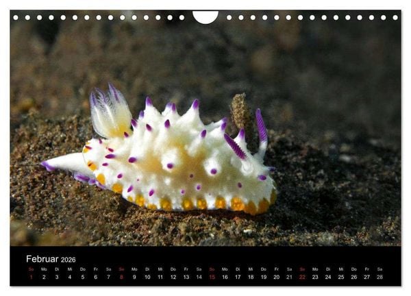 Produktbild: Unterwasserwelt Nacktschnecken (Wandkalender 2026 DIN A4 quer), CALVENDO Monatskalender