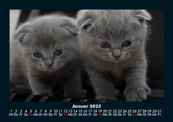 Produktbild: F&uuml;r Katzenfreunde 2025 Fotokalender DIN A5