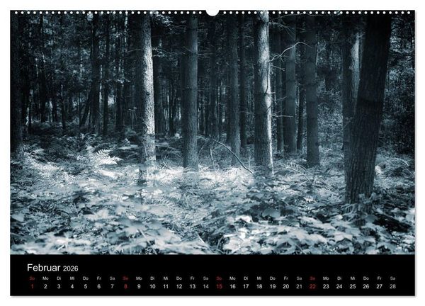 Produktbild: Mystische W&auml;lder (hochwertiger Premium Wandkalender 2026 DIN A2 quer), Kunstdruck in Hochglanz