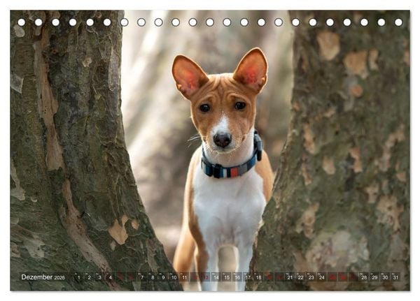 Produktbild: Basenji-Sch&ouml;nheiten (Tischkalender 2026 DIN A5 quer), CALVENDO Monatskalender