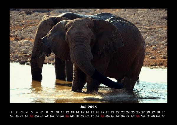 Produktbild: Der Elefantenkalender 2026 Fotokalender DIN A3