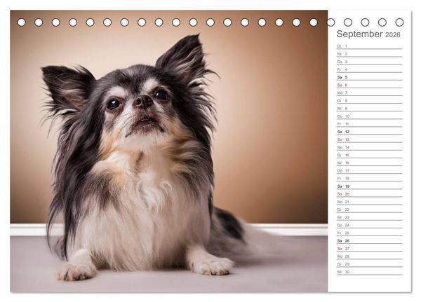 Produktbild: Chihuahua - Die Welt der Kleinen (Tischkalender 2026 DIN A5 quer), CALVENDO Monatskalender