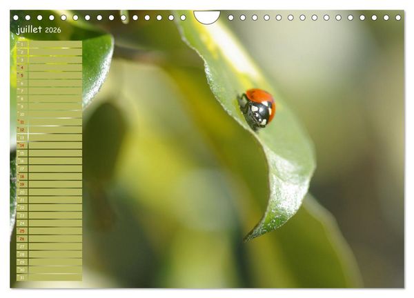 Produktbild: Coccinelles rouges &agrave; points noirs (Calendrier mural 2026 DIN A4 vertical), CALVENDO calendrier mensuel
