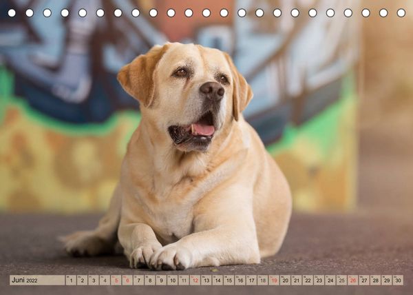 Produktbild: Boxerh&uuml;ndin Paula and Friends (Tischkalender 2022 DIN A5 quer)