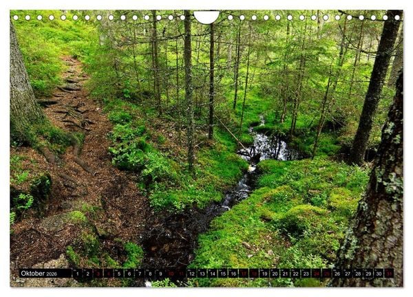 Produktbild: Tiveden, der NatURWALD in Schweden (Wandkalender 2026 DIN A4 quer), CALVENDO Monatskalender