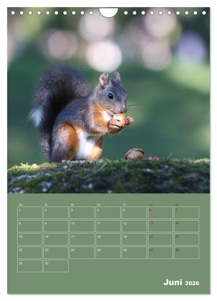 Produktbild: Eichh&ouml;rnchen - Planer (Wandkalender 2026 DIN A4 hoch), CALVENDO Monatskalender
