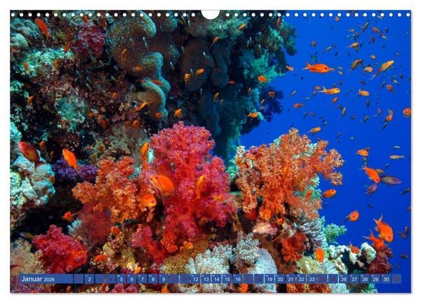 Produktbild: Farbenfrohes Meer (Wandkalender 2026 DIN A3 quer), CALVENDO Monatskalender