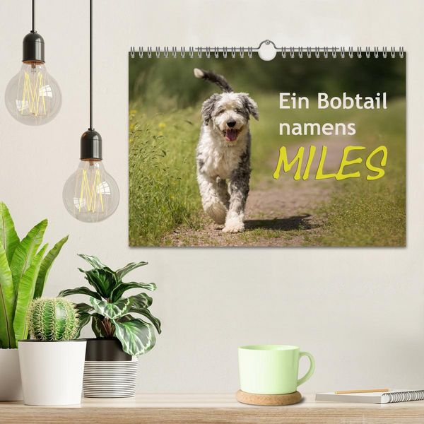 Produktbild: Ein Bobtail namens Miles (Wandkalender 2026 DIN A4 quer), CALVENDO Monatskalender