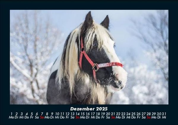 Produktbild: Pferde Kalender 2025 Fotokalender DIN A5
