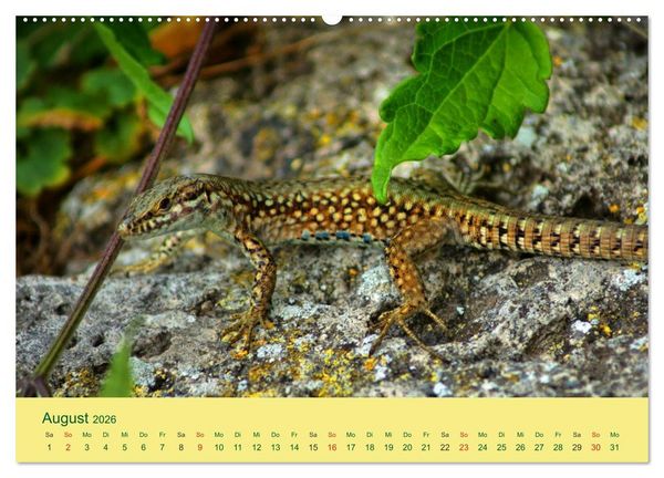 Produktbild: Flinke Eidechsen (hochwertiger Premium Wandkalender 2026 DIN A2 quer), Kunstdruck in Hochglanz