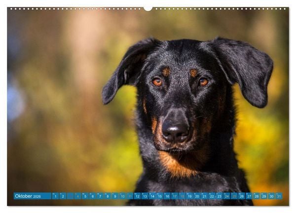 Produktbild: Der Beauceron (hochwertiger Premium Wandkalender 2026 DIN A2 quer), Kunstdruck in Hochglanz