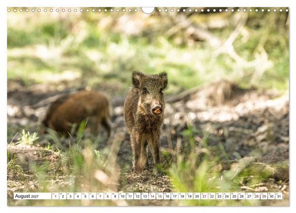 Produktbild: Wildtiere im M&uuml;ritz-Nationalpark (Wandkalender 2027 DIN A3 quer), CALVENDO Monatskalender