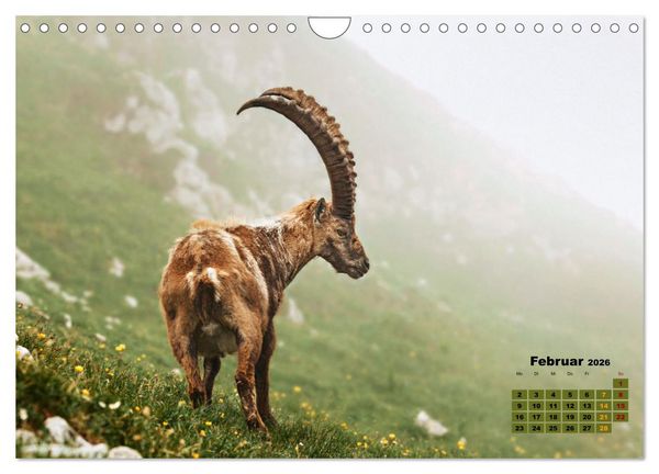 Produktbild: Big Five der Alpen G&auml;mse, Steinbock, Murmeltier, Steinadler, Bartgeier (Wandkalender 2026 DIN A4 quer), CALVENDO Monatskalender