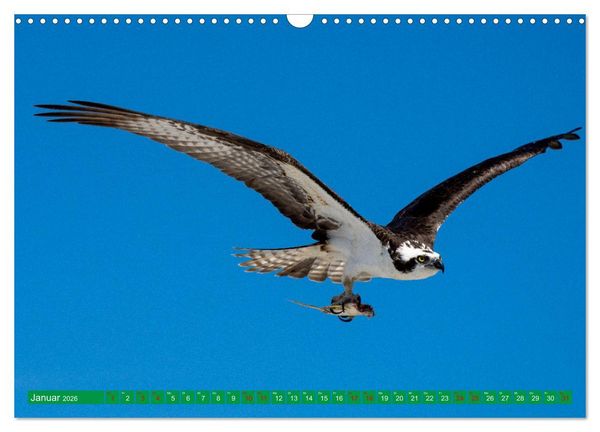 Produktbild: Greifv&ouml;gel - wild und sch&ouml;n (Wandkalender 2026 DIN A3 quer), CALVENDO Monatskalender