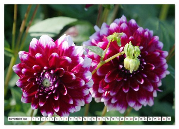 Produktbild: Au royaume des fleurs (Calendrier mural 2026 DIN A3 vertical), CALVENDO calendrier mensuel