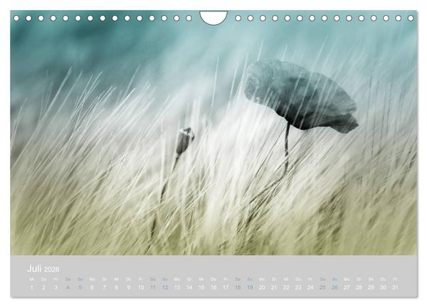 Produktbild: Zauber des Mohns (Wandkalender 2026 DIN A4 quer), CALVENDO Monatskalender