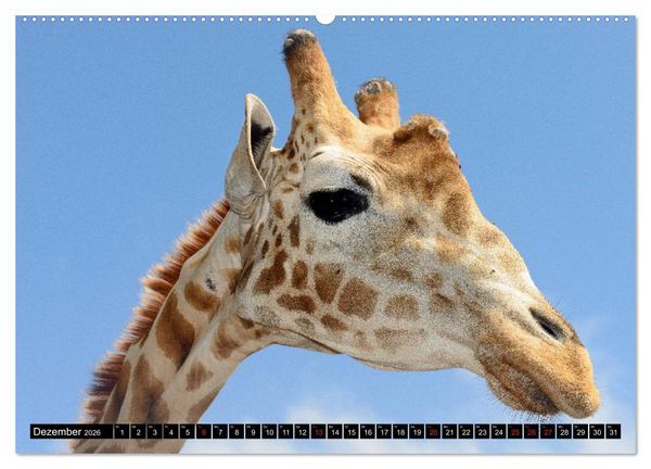 Produktbild: Afrika - Welt der Tiere (Wandkalender 2026 DIN A2 quer), CALVENDO Monatskalender