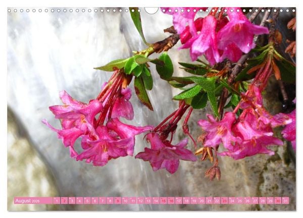 Produktbild: Meine sch&ouml;nsten Alpenblumen (Wandkalender 2026 DIN A3 quer), CALVENDO Monatskalender