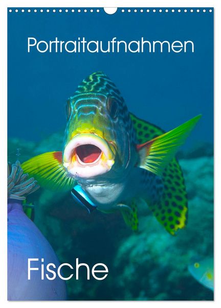 Produktbild: Portraitaufnahmen - Fische (Wandkalender 2026 DIN A3 hoch), CALVENDO Monatskalender