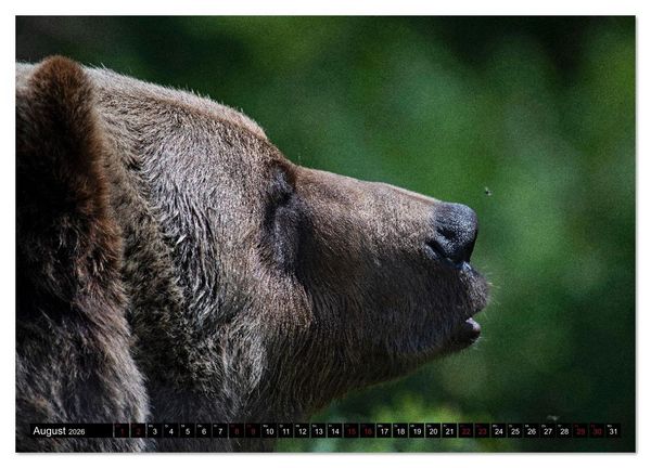 Produktbild: Grizzlys und Geisterb&auml;ren - Glendale Cove, Kanada (hochwertiger Premium Wandkalender 2026 DIN A2 quer), Kunstdruck in Hochglanz