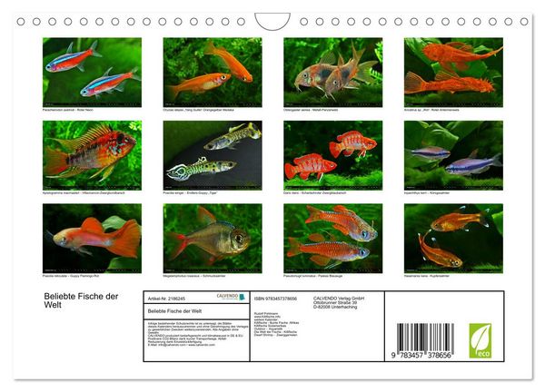 Produktbild: Beliebte Fische der Welt (Wandkalender 2026 DIN A4 quer), CALVENDO Monatskalender