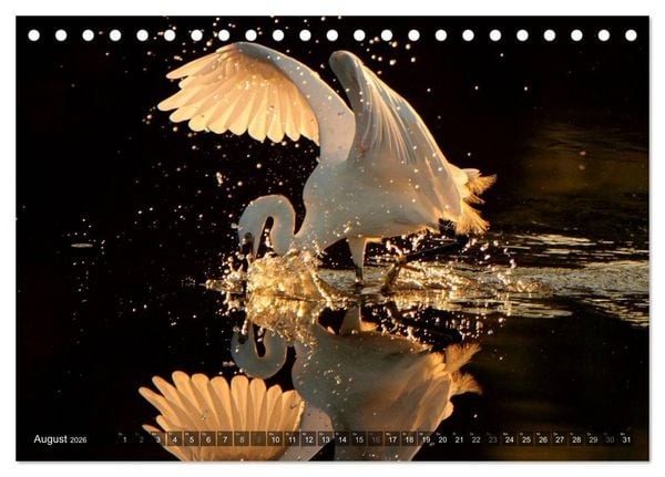 Produktbild: V&Ouml;GEL (Tischkalender 2026 DIN A5 quer), CALVENDO Monatskalender